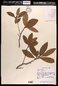 Ficus oleifolia subsp. intermedia image