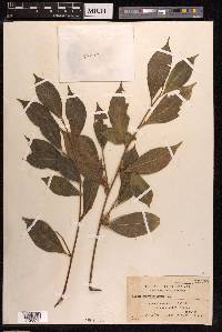 Ficus ampelos image