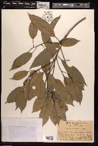 Quercus myrsinifolia image