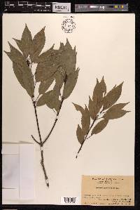 Quercus myrsinifolia image