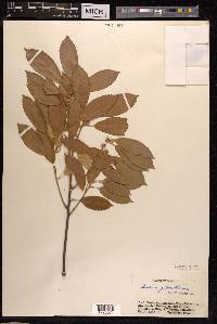 Quercus gilva image