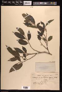 Ficus ampelas image