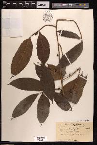 Ficus ampelos image