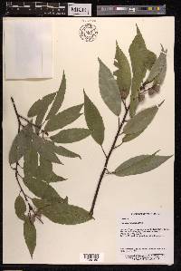 Quercus myrsinifolia image