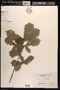 Quercus wutaishanica image