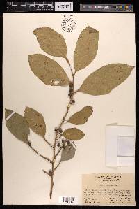 Ficus tinctoria subsp. gibbosa image