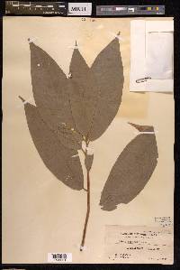 Ficus botryocarpa image