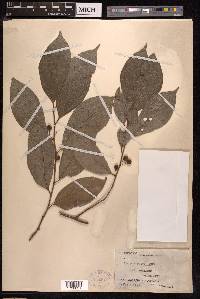 Ficus ampelos image