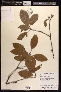 Quercus stewardiana image