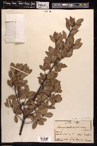 Quercus phillyraeoides image