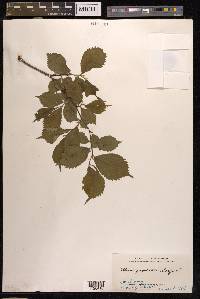 Ulmus japonica image