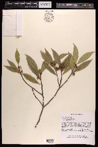 Ficus oleifolia subsp. intermedia image