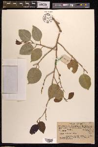 Ficus benjamina image