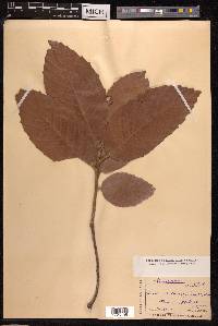 Quercus pubescens image