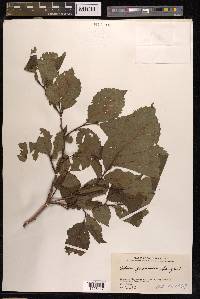 Ulmus japonica image