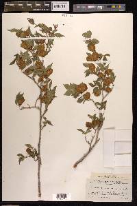 Ulmus glaucescens image