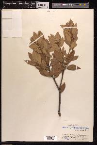 Quercus phillyraeoides image