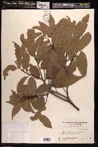 Quercus myrsinifolia image