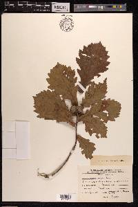 Quercus mongolica image