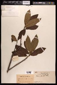 Ficus hirta image