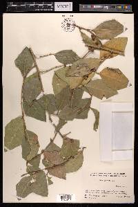 Ficus tinctoria subsp. gibbosa image