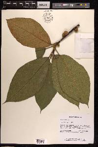 Ficus aurata image