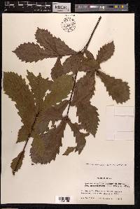 Quercus mongolica image