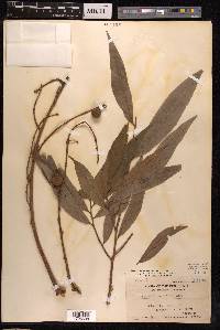 Ficus botryocarpa image