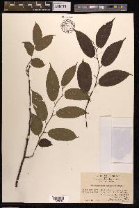 Broussonetia kaempferi image