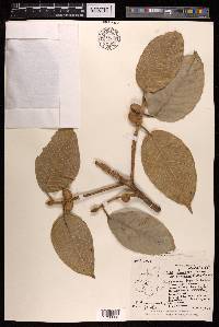 Ficus drupacea image