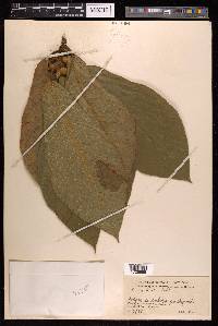 Ficus hirta image