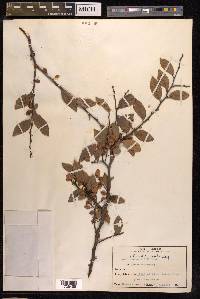 Ulmus parvifolia image