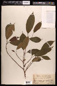 Ficus chartacea image