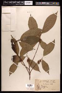 Ficus chartacea image
