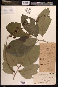 Ficus botryocarpa image