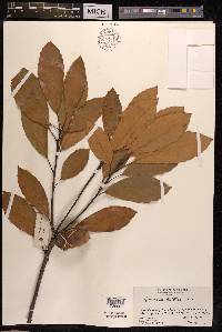 Quercus edithiae image