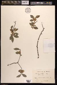 Ulmus parvifolia image