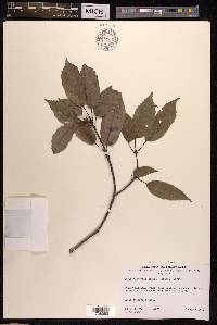 Quercus glauca image