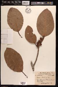 Ficus altissima image