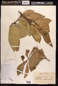 Ficus tinctoria image