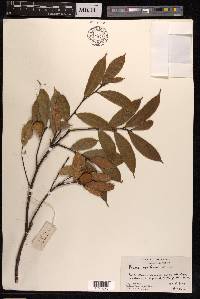 Ficus pyriformis image