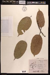 Ficus nervosa image