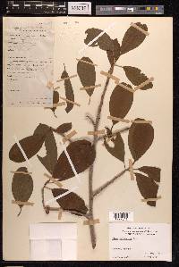 Ficus virens image