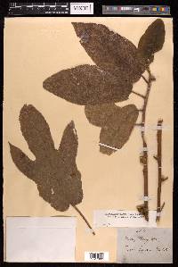 Ficus hirta image