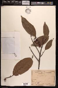 Ficus nervosa image