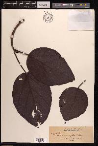 Ficus variegata image