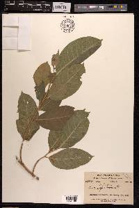 Ficus subulata image