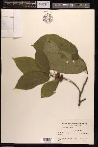 Ficus hirta image