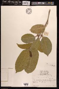 Ficus tinctoria image