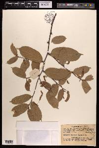 Malaisia scandens image